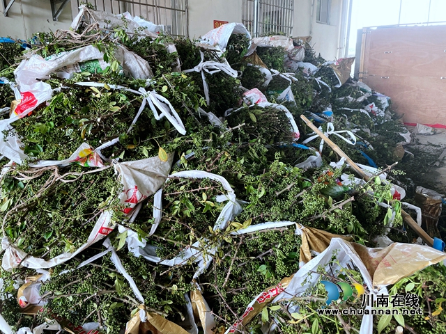 泸县立石镇:千亩花椒漫山香,抢收上市采摘忙(图8) 8.jpg