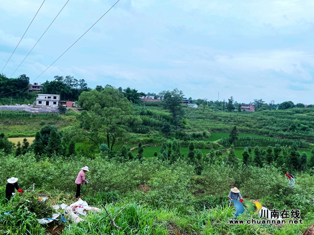 泸县立石镇:千亩花椒漫山香,抢收上市采摘忙(图2) 3.jpg