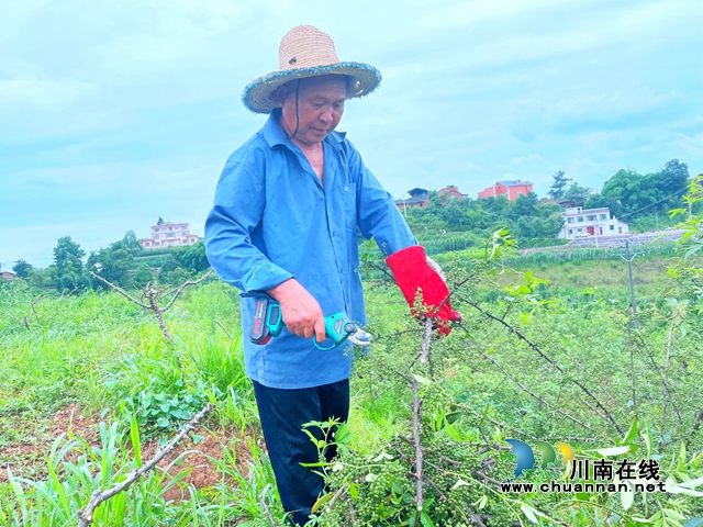 泸县立石镇:千亩花椒漫山香,抢收上市采摘忙(图4) 4.jpg