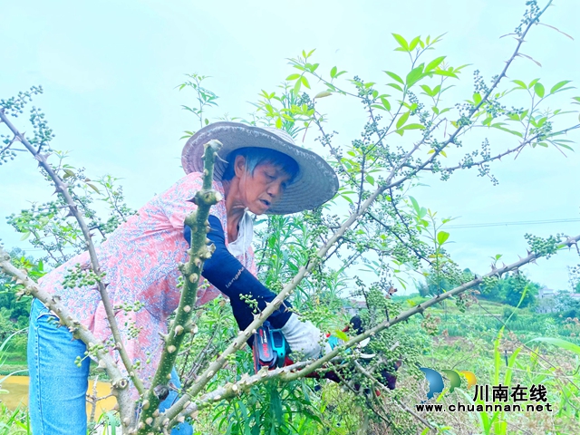 泸县立石镇:千亩花椒漫山香,抢收上市采摘忙(图5) 5.jpg