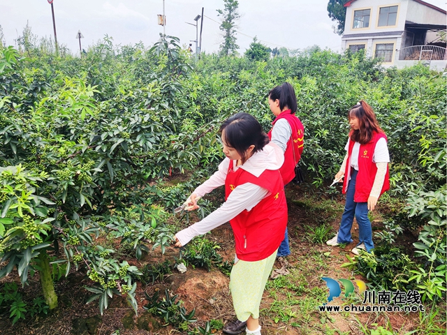 泸县立石镇:千亩花椒漫山香,抢收上市采摘忙(图6) 6.jpg