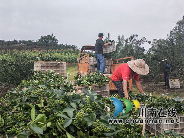 搬运鲜花椒（曾佐然摄）.jpg