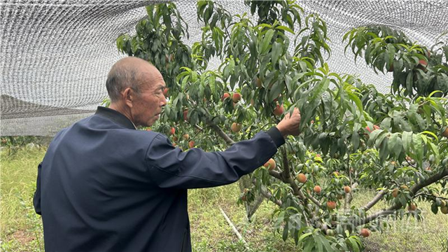 急！内江市中区这里近1万斤脆桃滞销！果农求助——