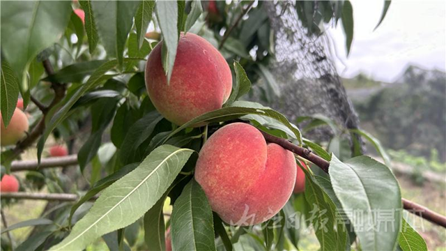 急!内江市中区这里近1万斤脆桃滞销!果农求助——(图2) 2.png