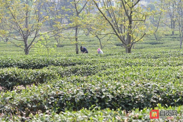 荣县首批茶叶订单即将启程阿尔及利亚(图2) 茶2.jpg