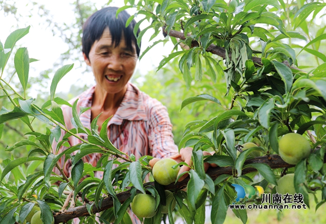 村民们正在采摘蜂糖李 (1).JPG