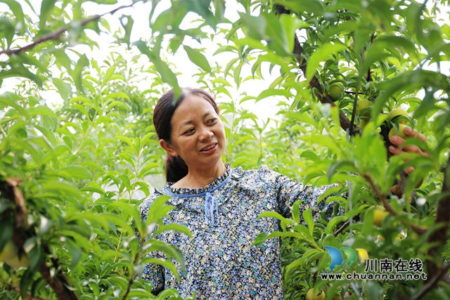 村民们正在采摘蜂糖李 (1) (1).JPG