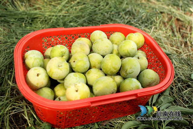 蜂糖李丰收 (2).JPG