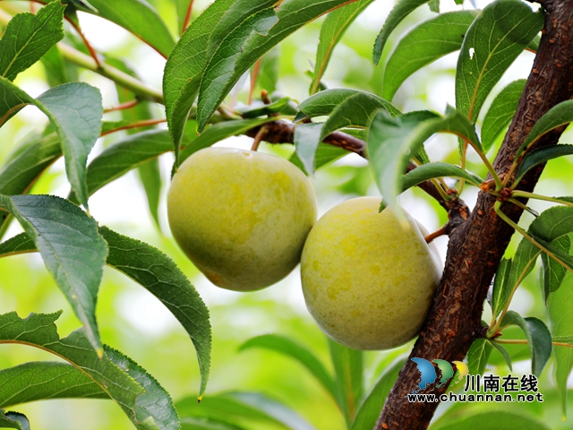 蜂糖李丰收 (1).jpg