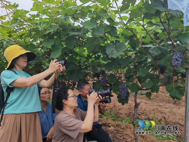 学员拍摄葡萄（曾佐然摄）.jpg