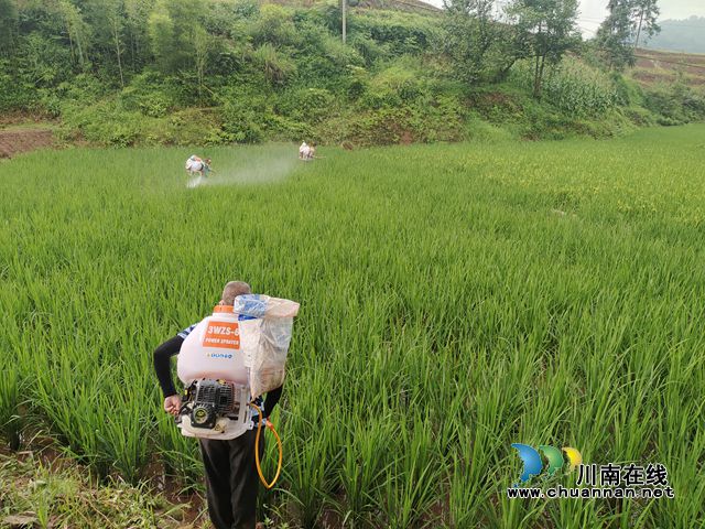 向林镇开展水稻病虫害统防统治行动 (1).jpg