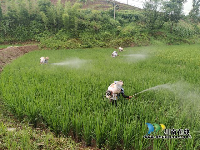 向林镇开展水稻病虫害统防统治行动.jpg