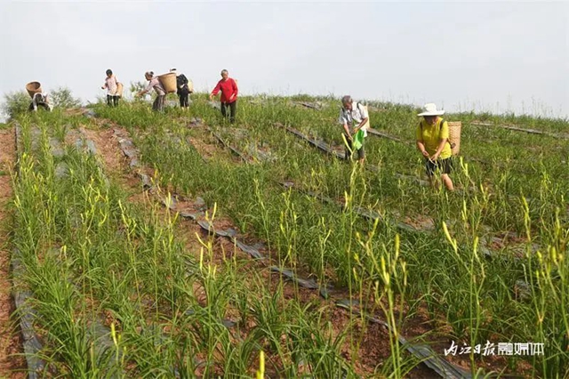 每天百多斤根本不够卖!内江这朵“花苞苞”太畅销(图2) 2.jpg