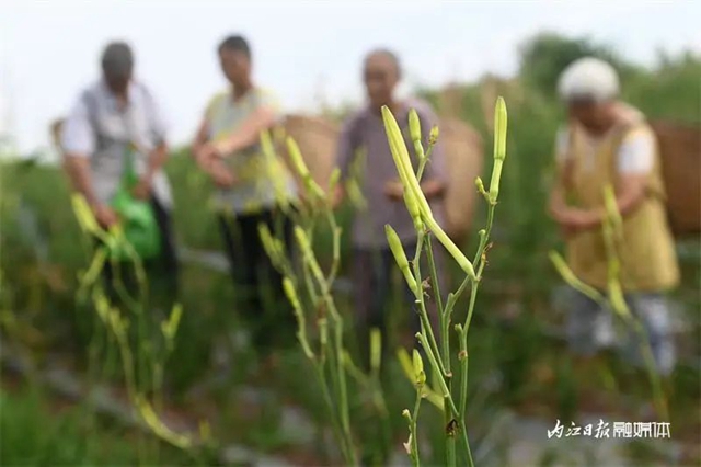 每天百多斤根本不够卖!内江这朵“花苞苞”太畅销(图4) 4.jpg