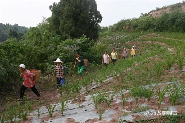 每天百多斤根本不够卖!内江这朵“花苞苞”太畅销(图5) 5.jpg