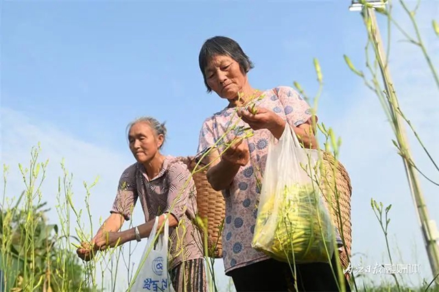 每天百多斤根本不够卖!内江这朵“花苞苞”太畅销(图1) 1.jpg