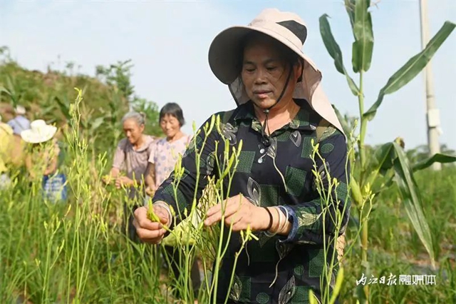 每天百多斤根本不够卖!内江这朵“花苞苞”太畅销(图9) 9.jpg