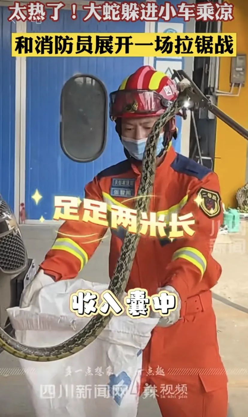 【分享】两米长大蛇钻进车里乘凉，又有6人被咬伤
