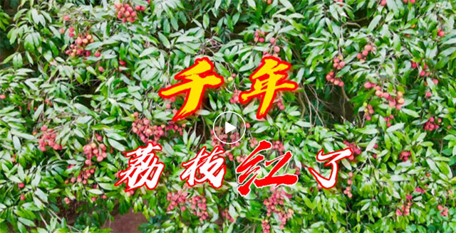 罕见！宜宾千年荔枝树时隔11年再结新果！