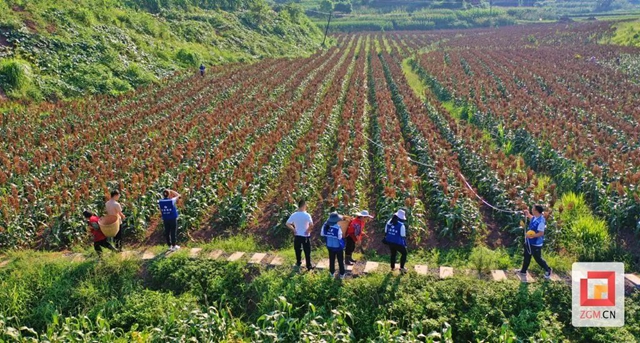 刷新记录！富顺县的高粱亩产达1190斤！