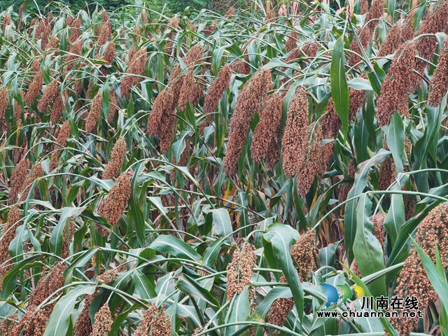 长势良好的高粱（曾佐然摄）.jpg