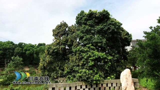 合江最古老荔枝树树龄约1000年[00-01-00][20230718-093837830].jpg