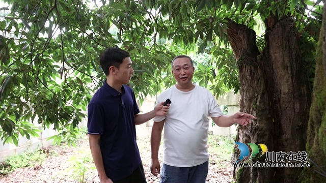 合江最古老荔枝树树龄约1000年[00-00-10][20230718-093817365].jpg