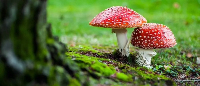 【分享】这类东西要烧熟煮透,当心中毒!(图4) 640.jpg