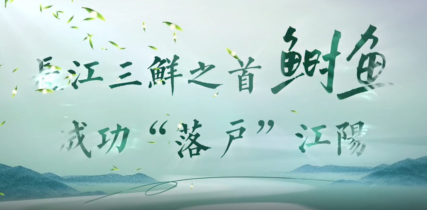 长江三鲜之首鲥鱼 成功“落户”江阳