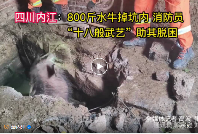 4小时用尽“十八般武艺”！隆昌消防营救800斤重“牛大姐”——