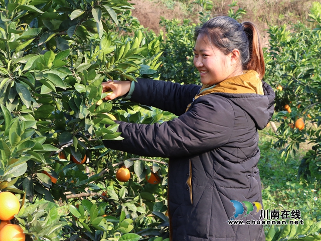 泸县牛滩镇返乡大学生魏丽创办果果香家庭农场，带动周边农户20余人种植纽荷尔、耙耙柑，年增收3万余元。.jpg