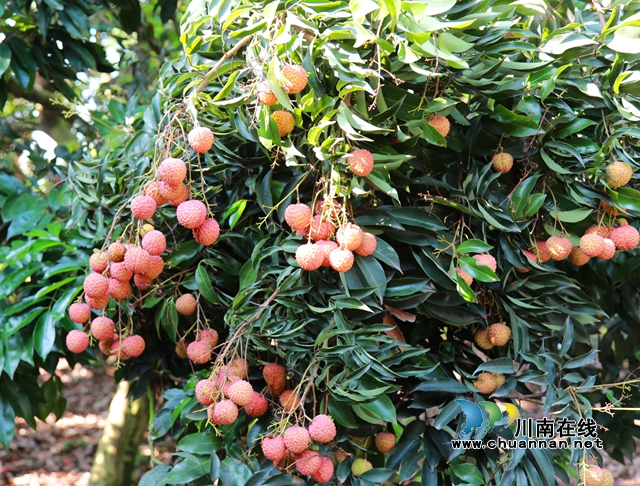 合江:喷灌技术助力荔枝丰收(图1) 3.jpg