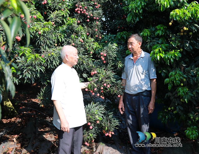 合江:喷灌技术助力荔枝丰收(图2) 4.jpg