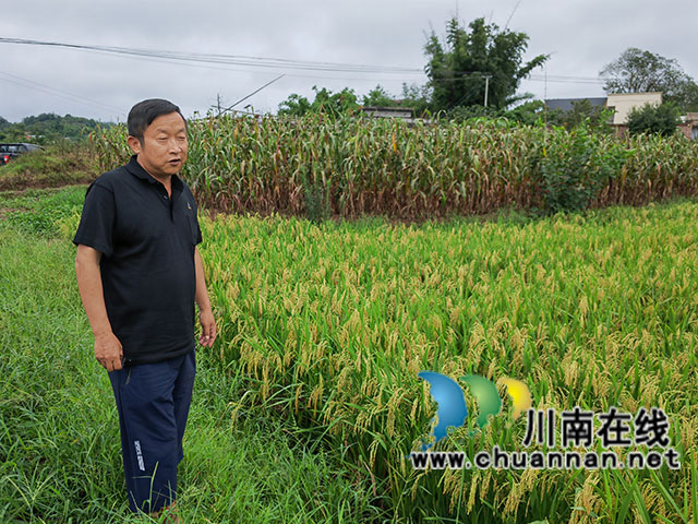 泸县:3万亩杂交水稻制种喜获丰收(图2) 现场选取测产田块(曾佐然摄).jpg