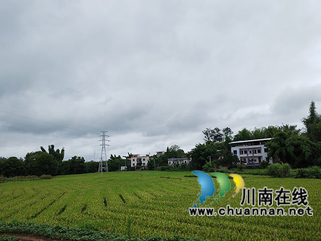 泸县:3万亩杂交水稻制种喜获丰收(图1) 泸县奇峰镇杂交水稻制种基地(曾佐然摄).jpg