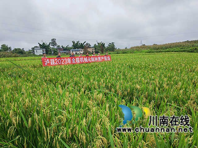 泸县:3万亩杂交水稻制种喜获丰收(图3) 泸县水稻制种丰收(曾佐然摄).jpg