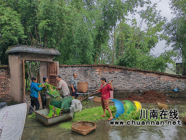 泸县:3万亩杂交水稻制种喜获丰收(图5) 脱粒(曾佐然摄).jpg