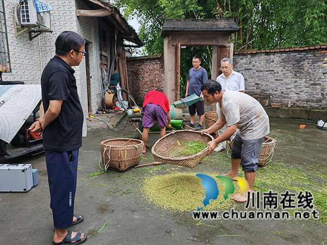 泸县:3万亩杂交水稻制种喜获丰收(图6) 现场脱粒(曾佐然摄).jpg