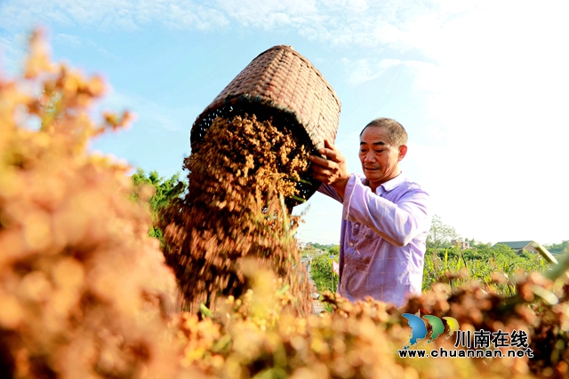 合江:万亩高粱红,农民丰收忙(图1) 2.jpg