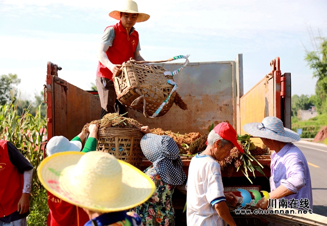 合江:万亩高粱红,农民丰收忙(图2) 1.jpg
