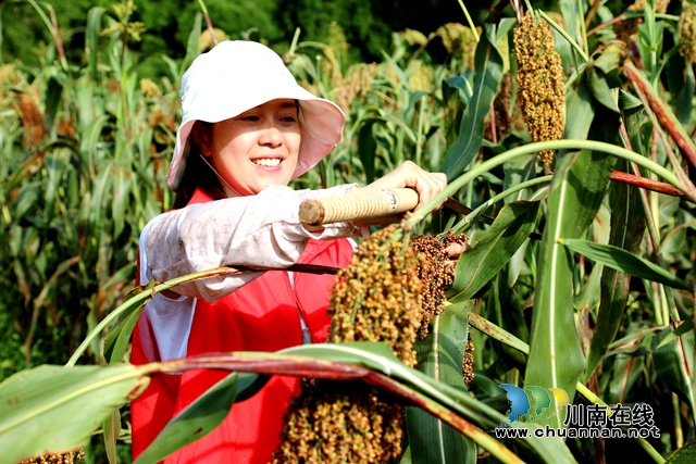合江:万亩高粱红,农民丰收忙(图3) 7.jpg