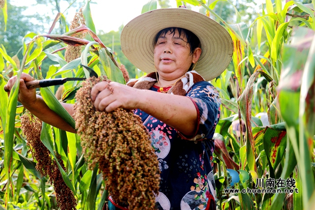 合江:万亩高粱红,农民丰收忙(图5) 3.jpg