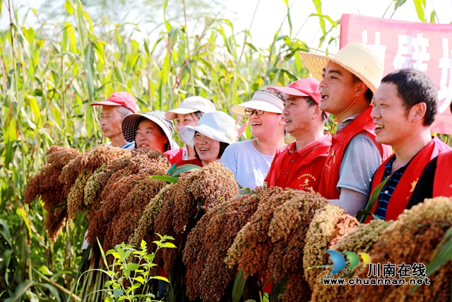 合江:万亩高粱红,农民丰收忙(图7) 5.jpg