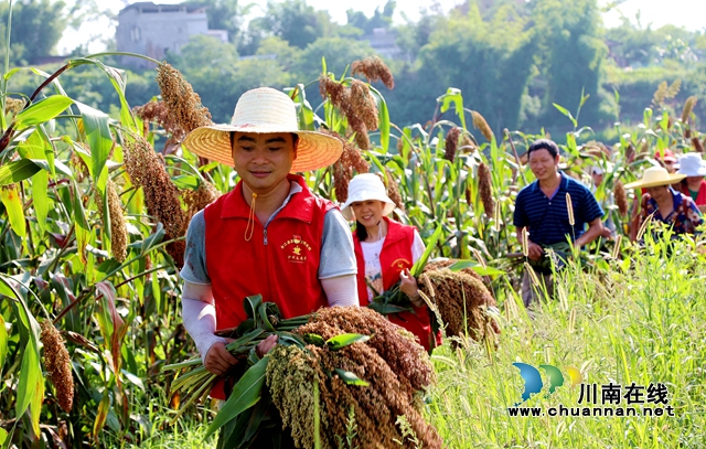 合江:万亩高粱红,农民丰收忙(图6) 4.jpg