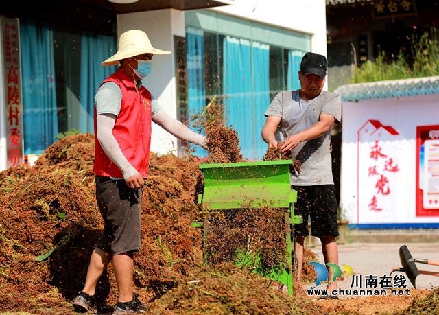 合江:万亩高粱红,农民丰收忙(图9) 9.jpg