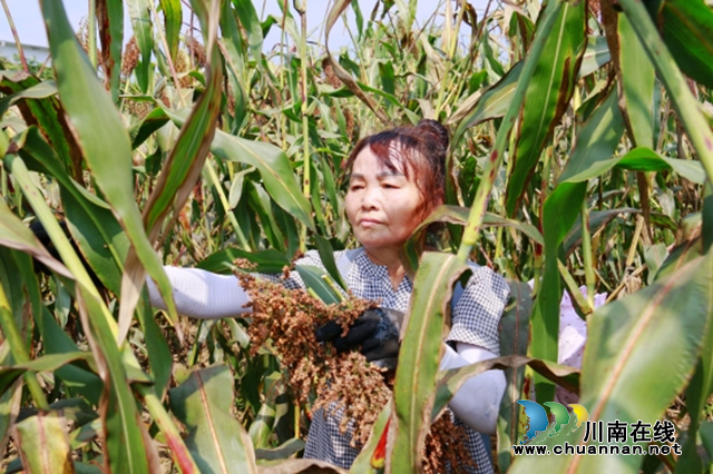 龙马潭区:乡贤助力 高粱丰收农民展笑颜(图2) 图片2.png