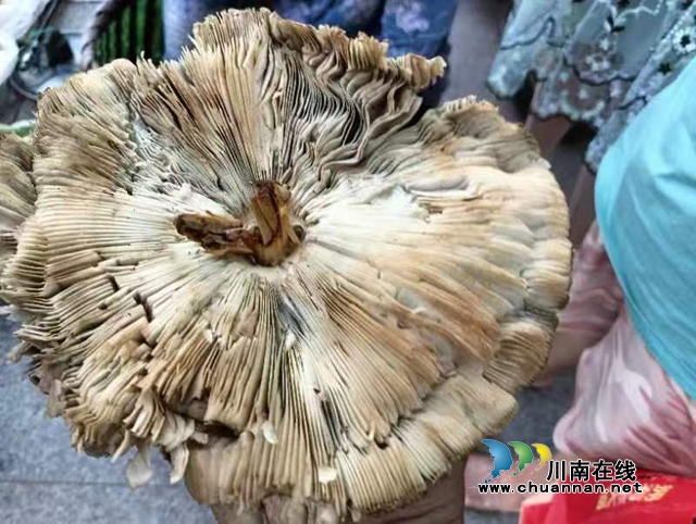 泸县玉蟾街道开展禁止采食野生蘑菇宣传活动(图1) 443ea0361dedc29c2945c821d419820.jpg