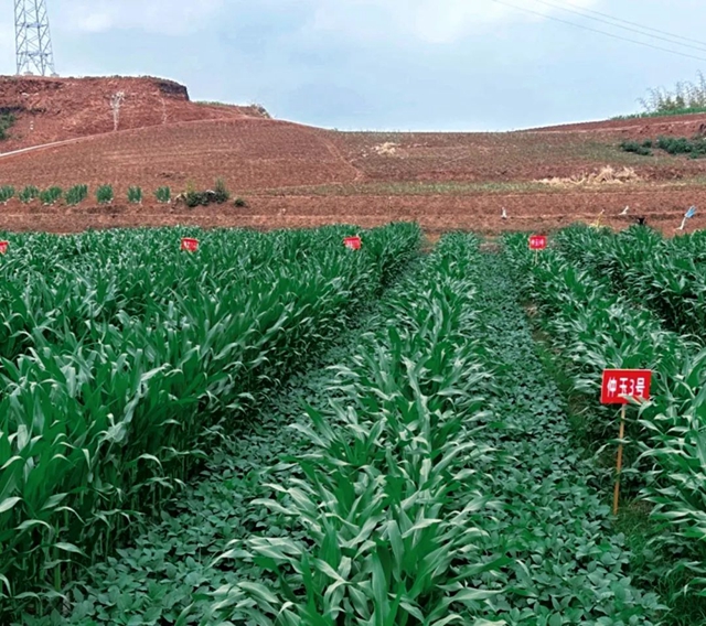 定了!荣县被确定为全国唯一试点县!(图2) 640 (1).jpg