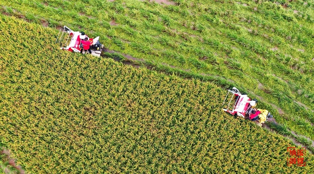 纳溪:水稻开镰迎丰收(图1) 水稻1.jpg