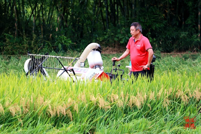 纳溪:水稻开镰迎丰收(图3) 水稻3.jpg